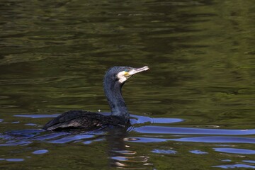 Great Cormorant (Phalacrocorax carbo) swimming, Schleswig-Holstein, Germany, Europe