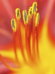 Orange Daylily, Ditch Daylily (Hemerocallis fulva)