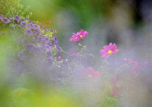Meadow with Lavender (Lavandula angustifolia) and Cosmos, Mexican Aster (Cosmos bipinnatus)