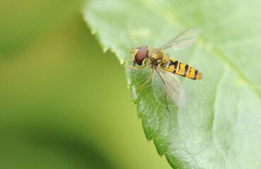 Hoverfly (Epistrophe balteata) on the leaf of a Rose (Rosa)
