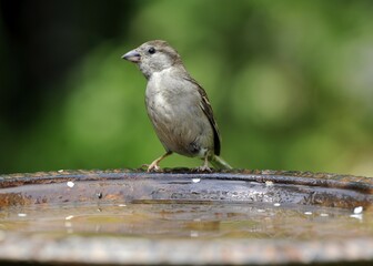 House Sparrow (Passer domesticus) drinking