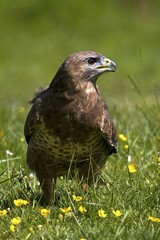 Common Buzzard (Buteo buteo)