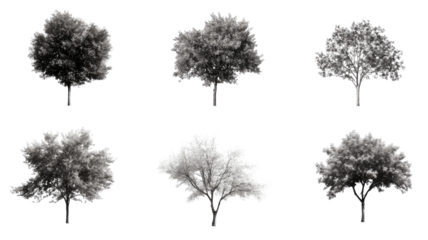 Visual study of various tree shapes and sizes in a monochrome style across multiple angles