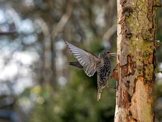 Star (Sturnus vulgaris)