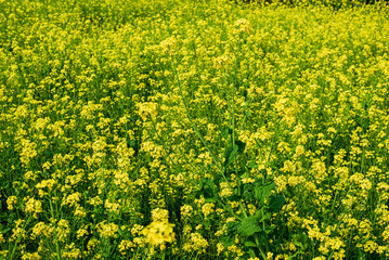 Obraz premium 菜の花畑