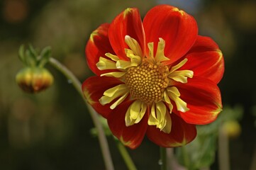 Zinnia (Zinnia) with red flowers, Neusless, Upper Franconia, Bavaria, Germany, Europe