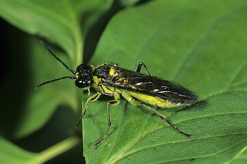 Sawfly (Rhogogaster sp.)