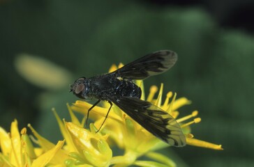 Anthrax Fly (Anthrax morio)