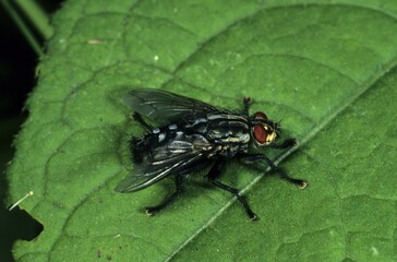 Marbled Grey Flesh Fly (Sarcophaga carnaria)