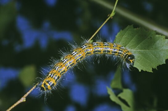 Buff-tip Caterpillar (Phalera bucephala) feeding