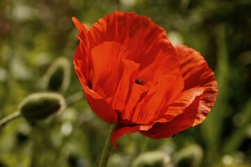 Red Oriental Poppy (Papaver orientale), blossom, Eckental, Middle Franconia, Bavaria, Germany,...