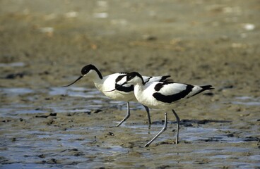 Pied Avocet (Recurvirostra avosetta), pair searching for food, Texel Island, Holland, Europe