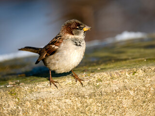 Haussperling (Passer domesticus)
