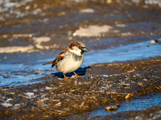 Haussperling  (Passer domesticus)
