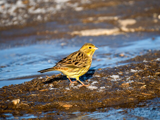 Goldammer (Emberiza citrinella)