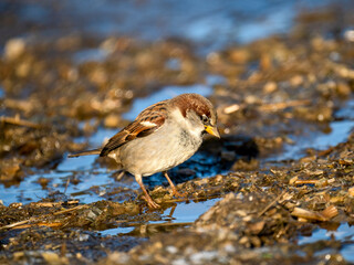 Haussperling (Passer domesticus)