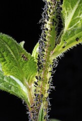 Aphids or Plant Lice (Aphidoidea) being milked by ants (Formidicae)