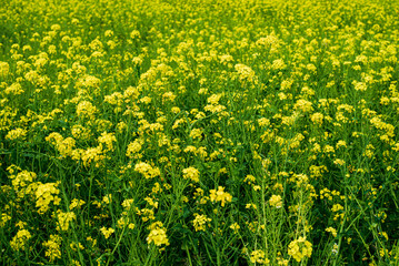 Obraz premium 菜の花畑