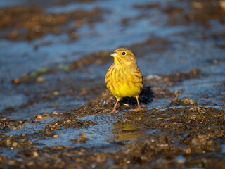 Goldammer (Emberiza citrinella)