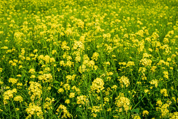 菜の花畑