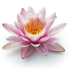 Beautiful pink water lily with yellow center and dew drops floating on water against white background
