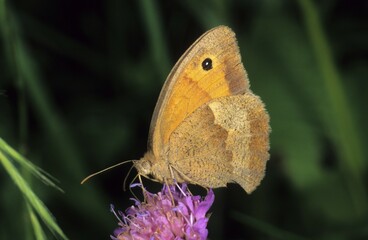Meadow Brown (Maniola jurtina), female drinking nectar