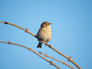 Haussperling (Passer domesticus)