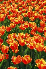 Tulips (Tulipa), Darwin hybrid, flowerbed