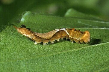 Oak Hook-tip (Drepana binaria), adult caterpillar