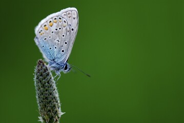 Idas Blue (Lycaeides idas), Mindelheim, Allgau, Bavaria, Germany, Europe