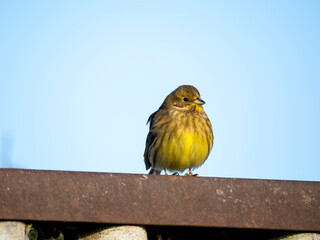 Goldammer (Emberiza citrinella)
