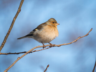 Buchfink (Fringilla coelebs)