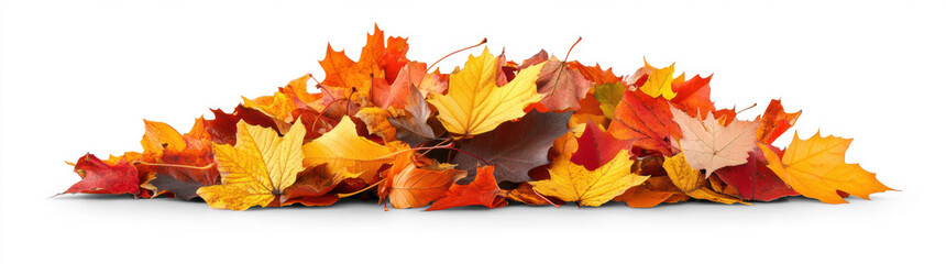 Autumn Leaves on a Transparent Background