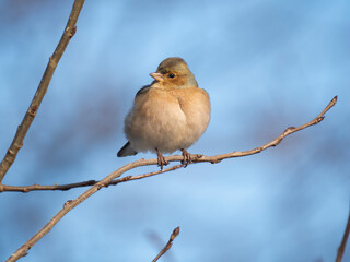 Buchfink (Fringilla coelebs)