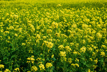 Fototapeta premium 菜の花畑