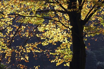 Common beech, European beech (Fagus sylvatica), leaves in autumn colours, in back light