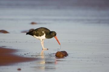 American Oystercatcher (Haematopus palliates), Rabida Island, Galapagos Islands, UNESCO World Heritage Site, Ecuador, South America