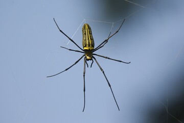 Giant Wood Spider (Nephila maculata), Pench National Park, Madhya Pradesh, India, Asia