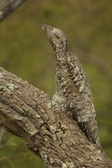 Great Potoo (Nyctibius grandis), Pantanal, Mato Grosso, Brazil, South America