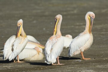 Great White Pelicans (Pelecanus onocrotalus), Lake Nakuru National Park, Kenya, East Africa, Africa