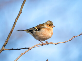 Buchfink (Fringilla coelebs)