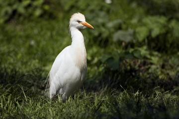 Cattle egret (Bubulcus ibis)