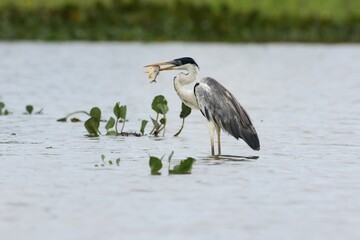 Cocoi Heron or White-necked Heron (Ardea cocoi) eating a fish, Pantanal, Mato Grosso, Brazil, South America