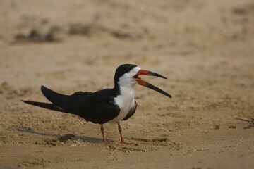 Black Skimmer (Rynchops niger), Pantanal, Mato Grosso, Brazil, South America