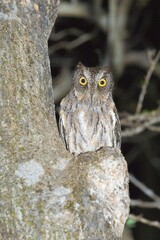 Madagascar or Malagasy Scops Owl (Otus rutilus), Madagascar, Africa