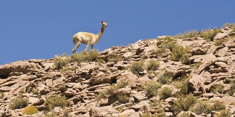 Vicugna (Vicugna vicugna) on a steep slope against blue sky, Los Flamencos Nacional Reserve,...