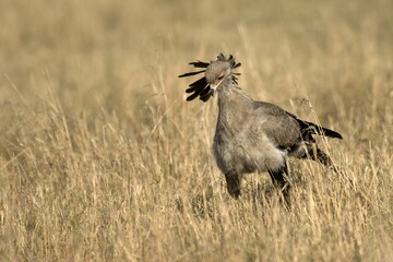 Secretarybird (Sagittarius serpentarius), Masai Mara National Park, Kenya, East Africa, Africa