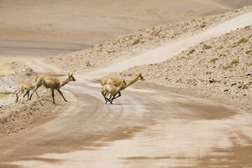 Vicugnas (Vicugna vicugna) running over a non-paved road, Los Flamencos Nacional Reserve, Atacama Desert, Antofagasta region, Chile, South America