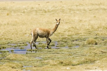 Vicugna (Vicugna vicugna), Los Flamencos Nacional Reserve, Atacama Desert, Antofagasta region, Chile, South America