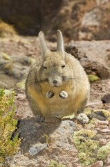 Southern Viscacha or Mountain Viscacha (Lagidium viscacia), Potosi, Bolivia, South America